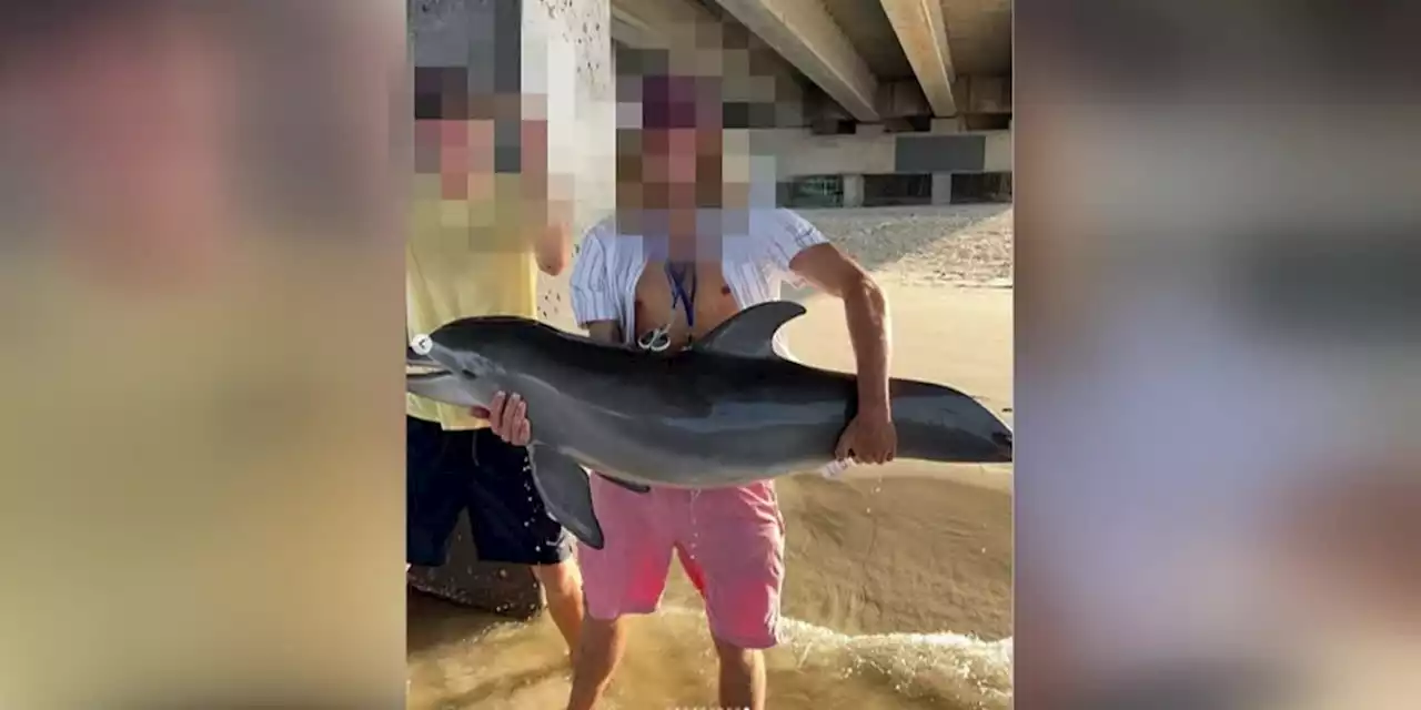 Baby dolphin dead after being held out of water for Instagram photo, experts say