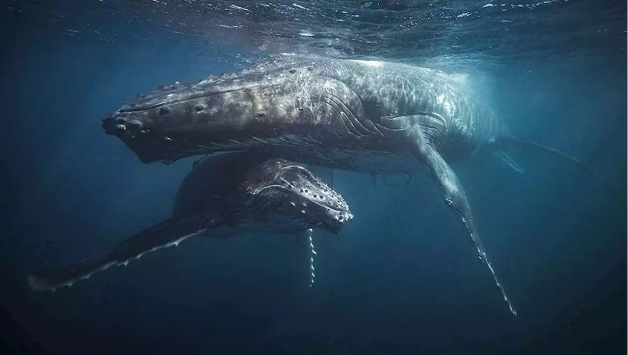 Ces animaux qui font du bien en murmurant à l'oreille des hommes