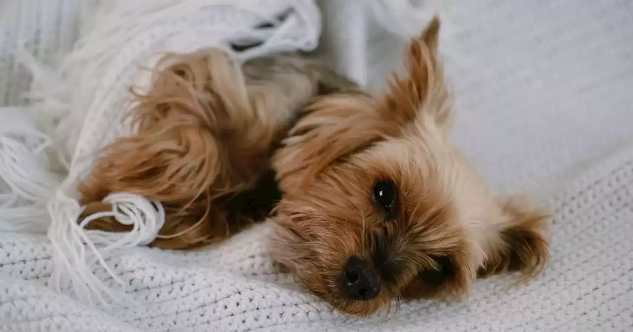 Yorkshire Terrier mauled to death by out-of-control bulldog in Castlemilk