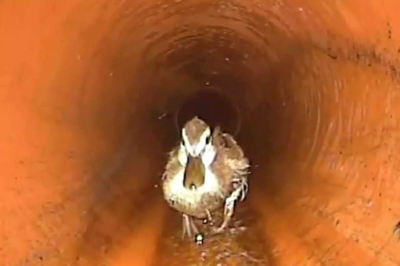 Sewer workers ‘quack’ case of the blocked pipe as duck found roaming underground