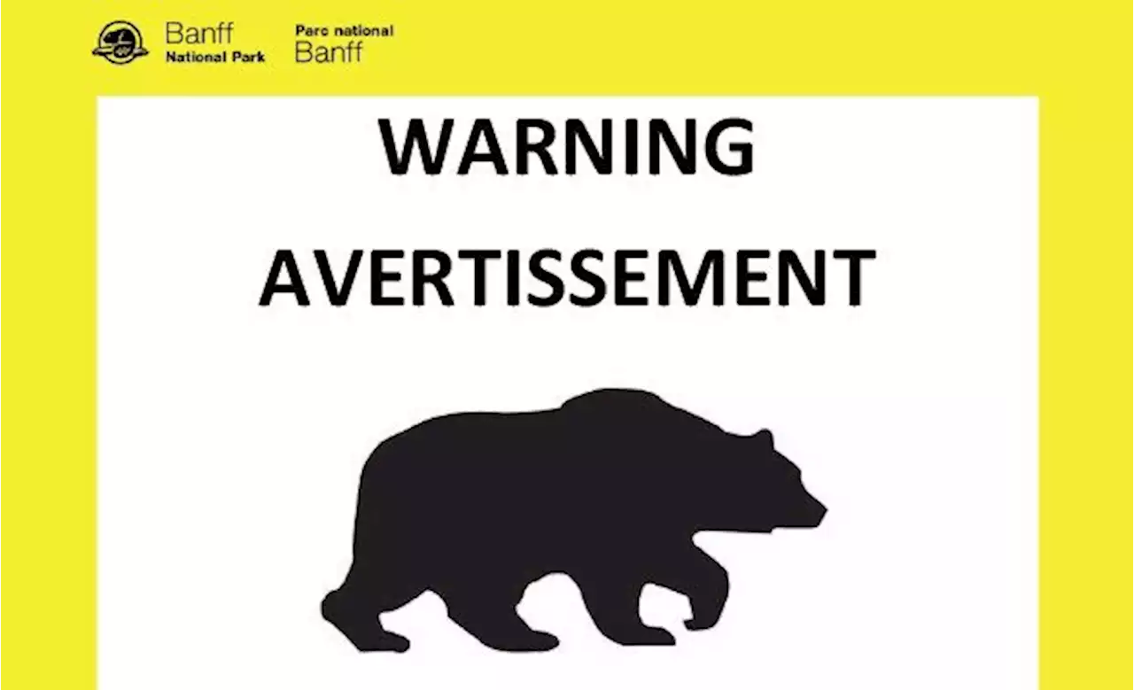 Black bear dining on human food prompts Lake Minnewanka Loop warning