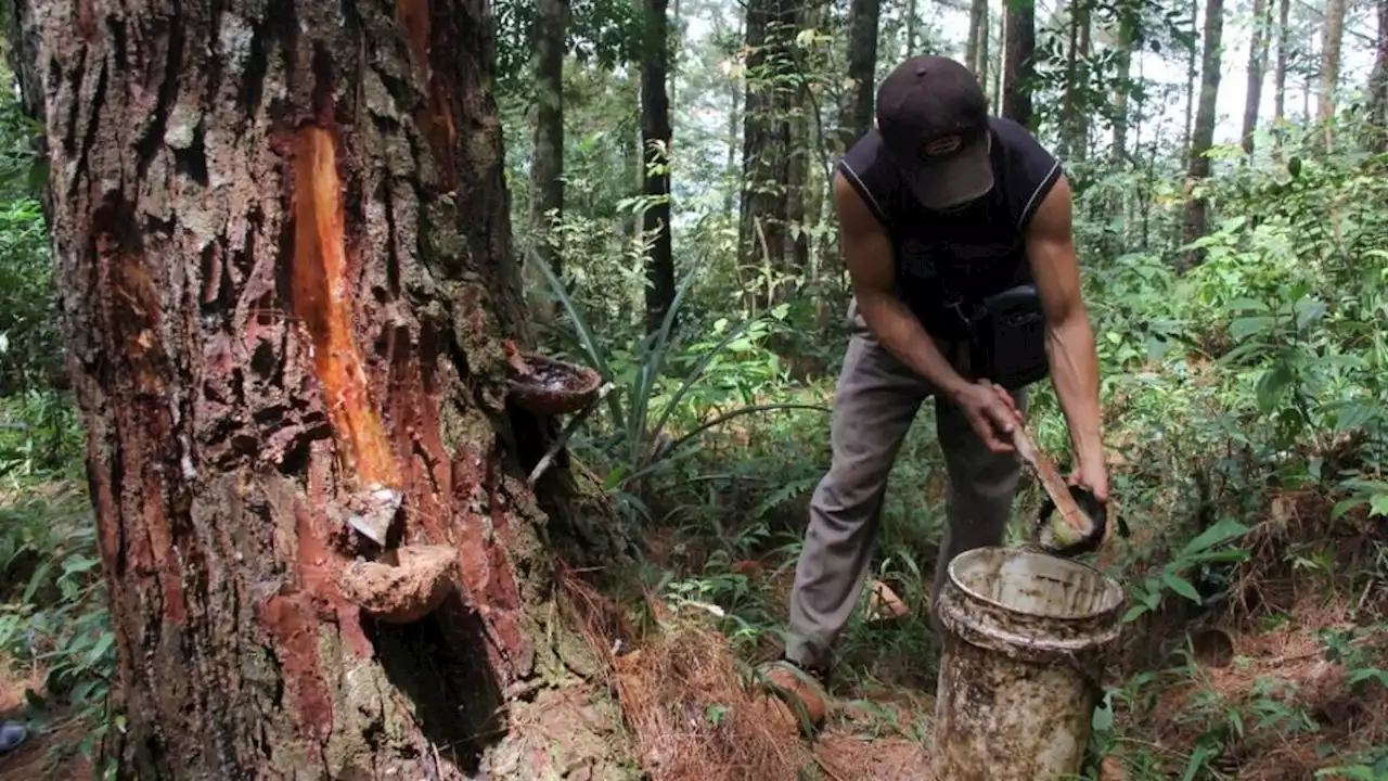 Social Forestry in West Sumatra Increases Community Welfare