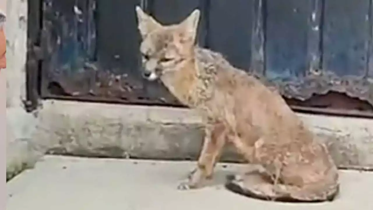 VIDEO: rescatan un zorro en el Taller El Rosario del Metro de la CDMX