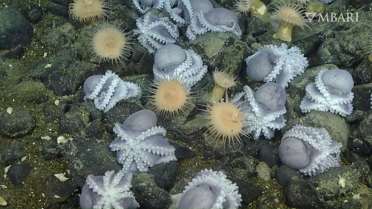 'Octopus Garden': A California 'Hot Tub' Is Helping Octopus Eggs Hatch In A Big Way