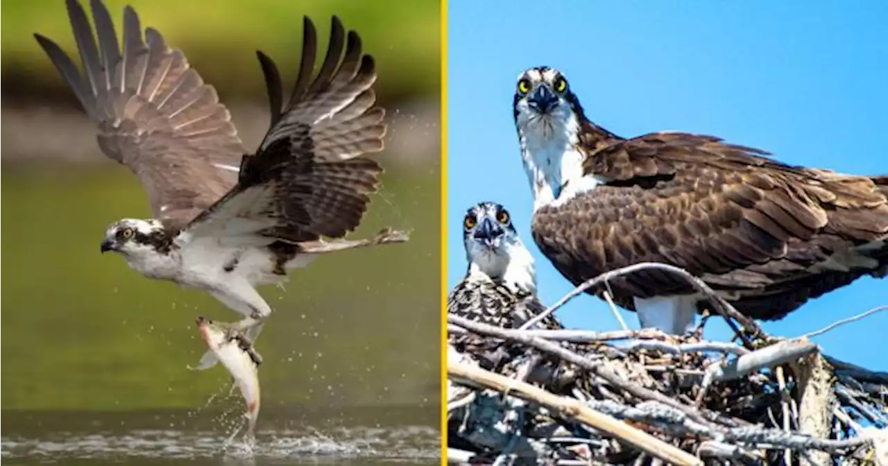 Ospreys breeding in Ireland for the first time in 200 years