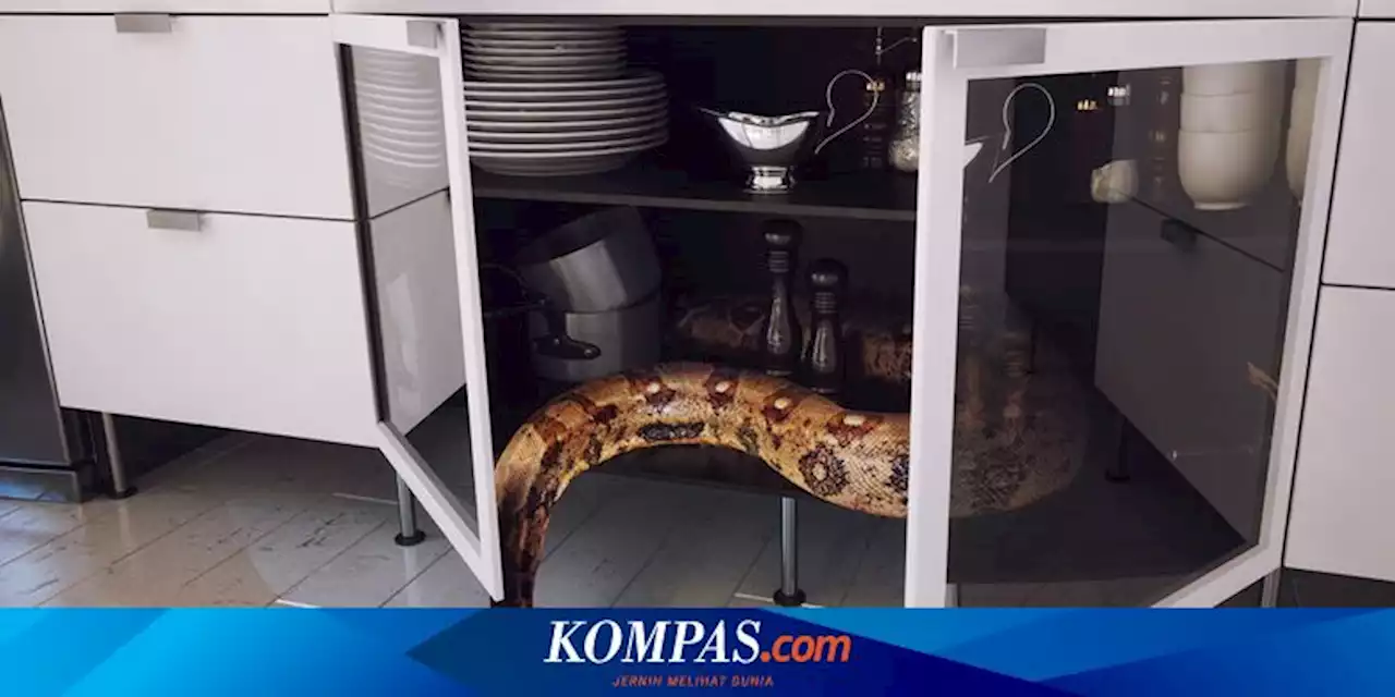 5 Cara Mencegah Ular Bersembunyi di Dapur, Bisa Pelihara Kucing