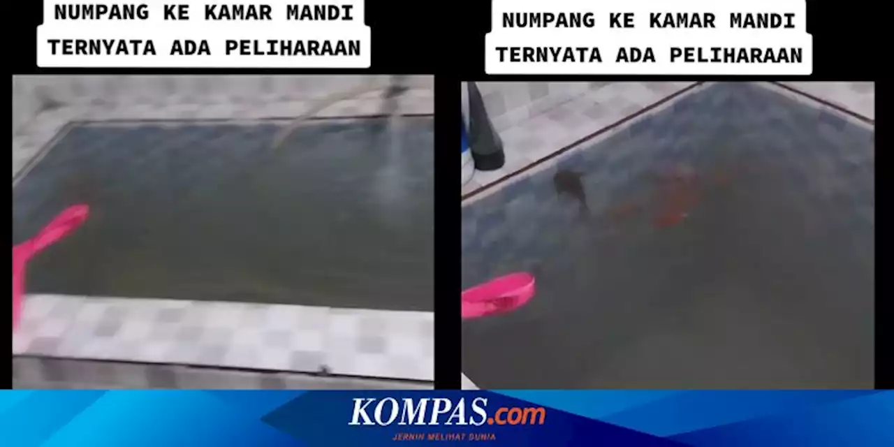 Ramai soal Pelihara Ikan di Bak Mandi, Apakah Aman?