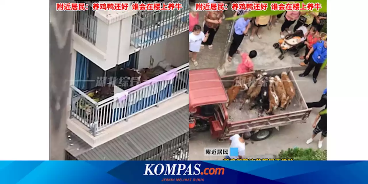 Viral, Video Seorang Pria Pelihara 7 Sapi di Balkon Lantai 5 Apartemen