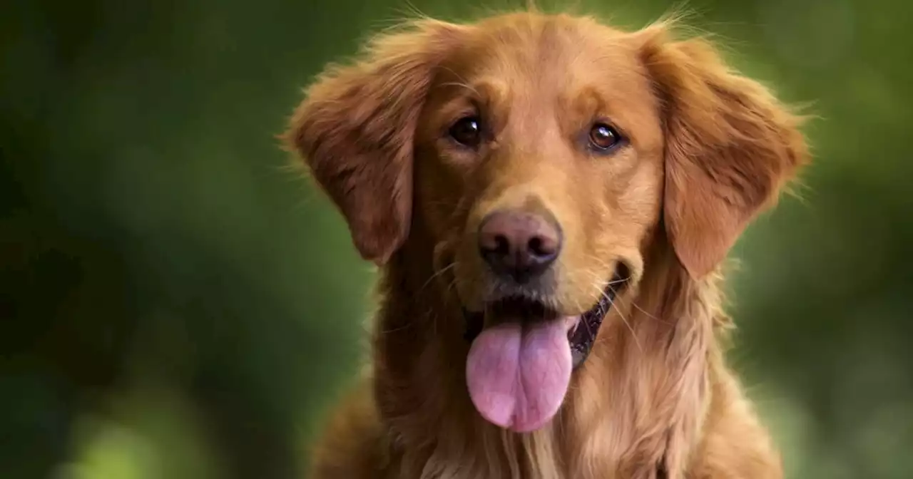 Perro se comió el pasaporte de su dueño días antes de la boda en Italia