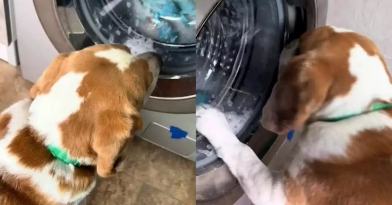 Video: Perro quiso apagar la lavadora para recuperar a sus peluches