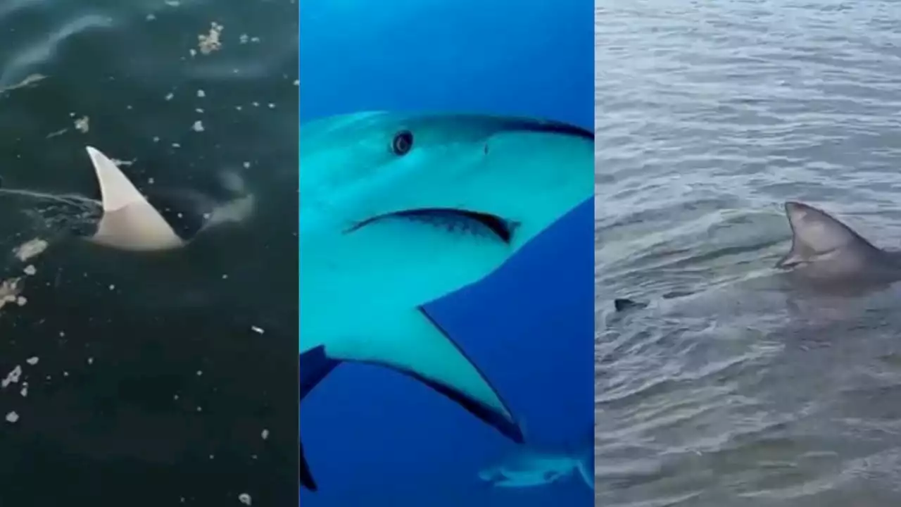 VIDEOS: 6 animales vistos en aguas de Veracruz que sorprendieron a jarochos