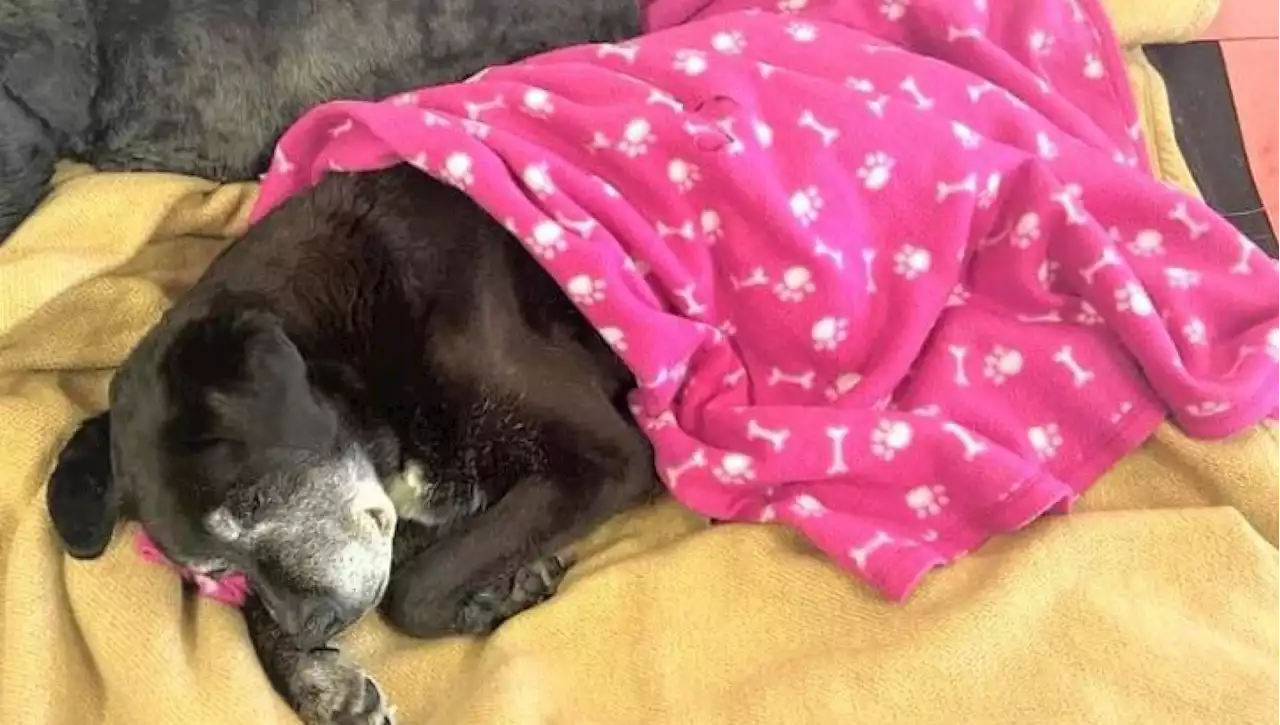 Il cane Holly compie 21 anni e viene portato in canile: 'È troppo vecchio'. Poi un regalo che gli dà una seconda vita