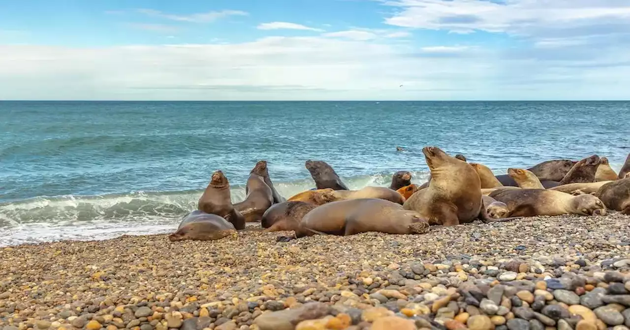 Gripe aviar en Río Negro: detectaron casos en una decena de lobos marinos muertos en la playa | Ciudadanos