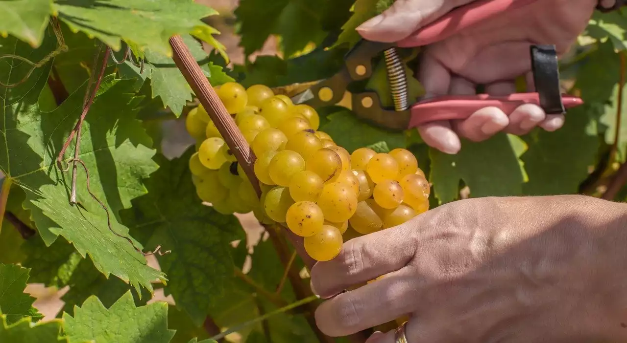 Vino, al via la vendemmia in Piemonte per il consorzio Asti Docg