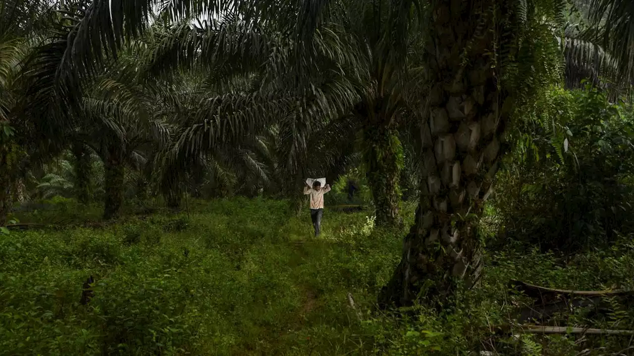 Putusan MK Tak Konsisten, Tata Kelola Lahan Sawit Indonesia Jadi Carut-marut?