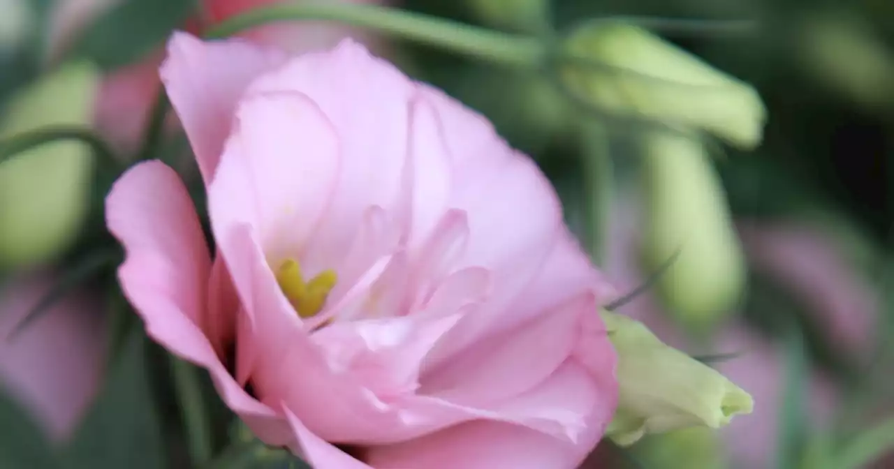 Eustoma : plantation, culture, entretien