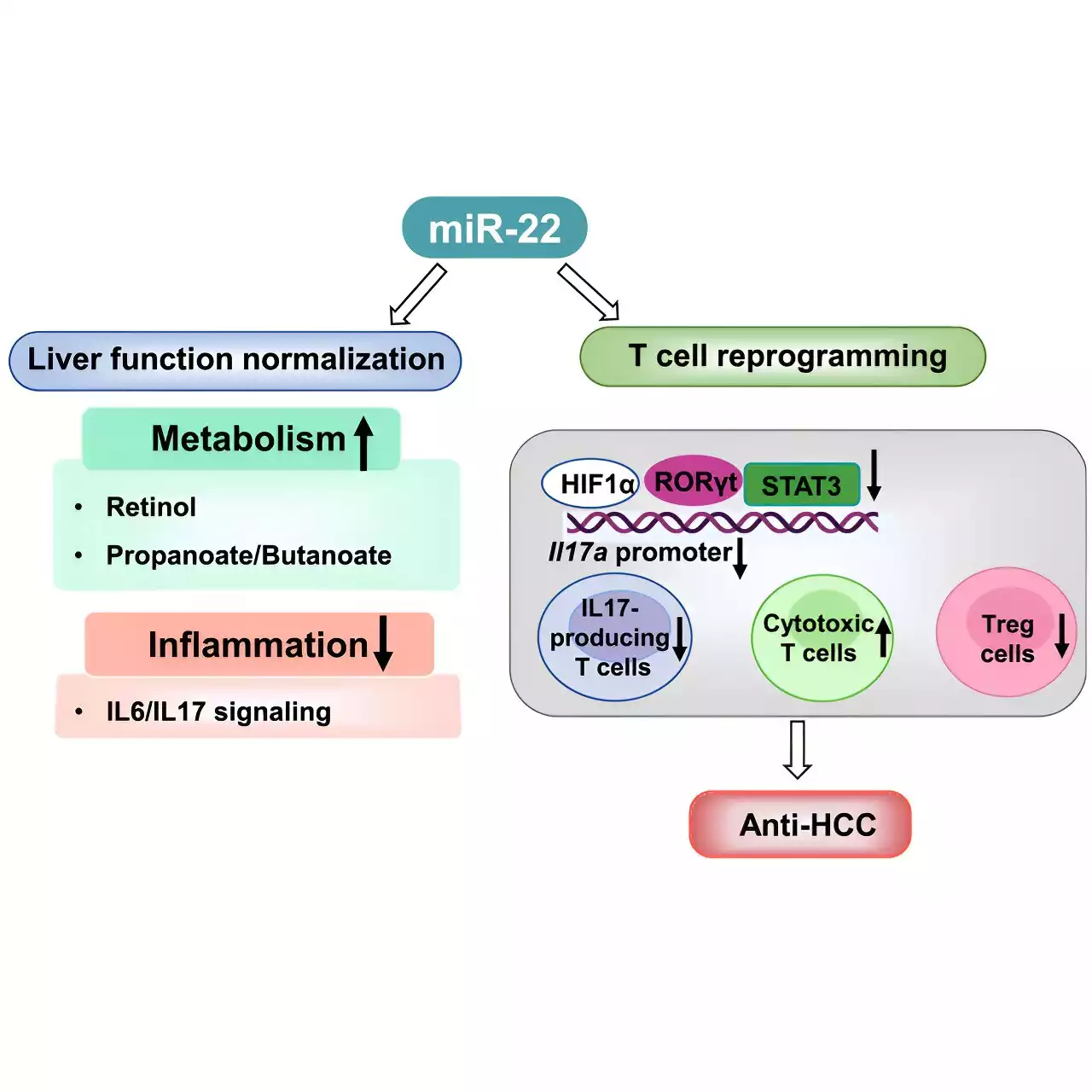 Gene therapy study identifies potential new treatment for liver cancer