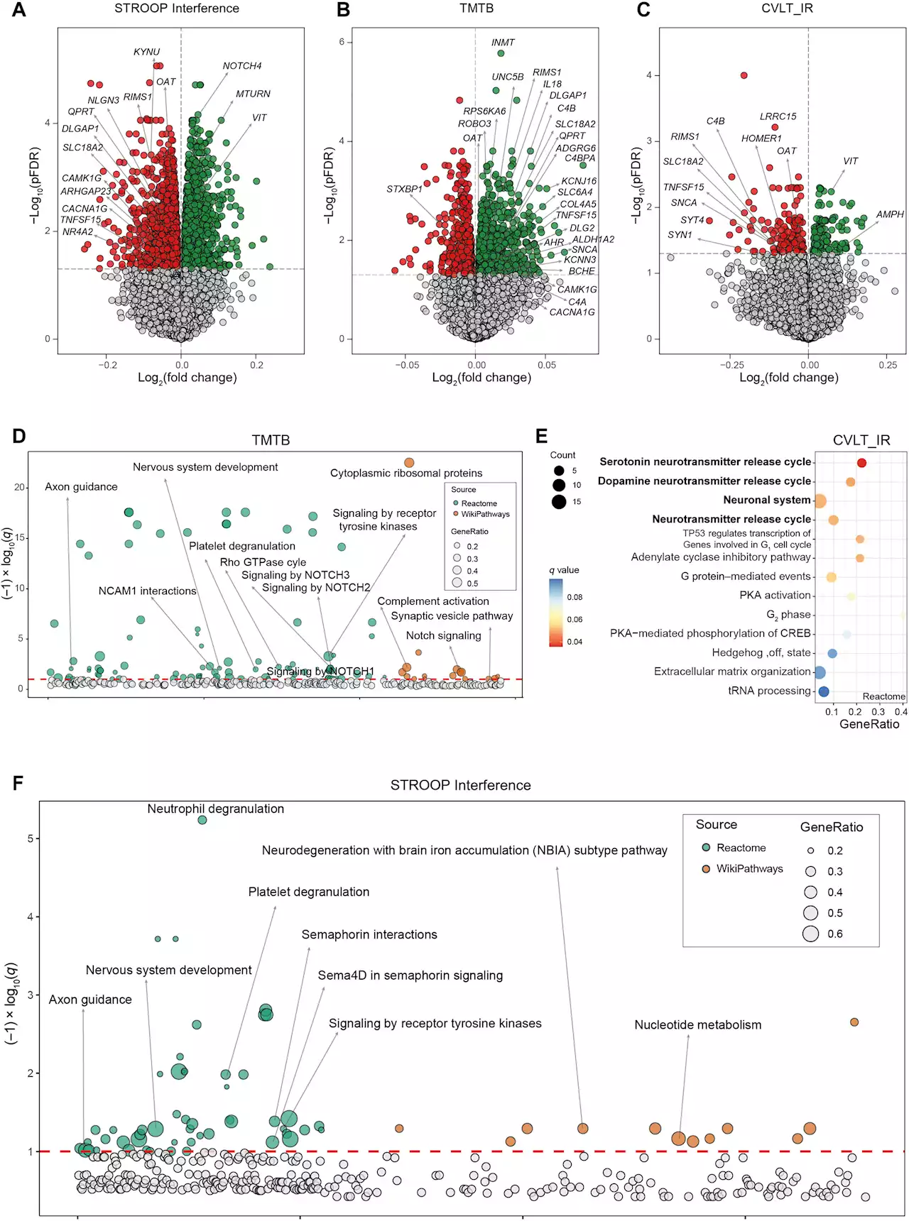 Study shows adipose tissue co-regulates cognitive function