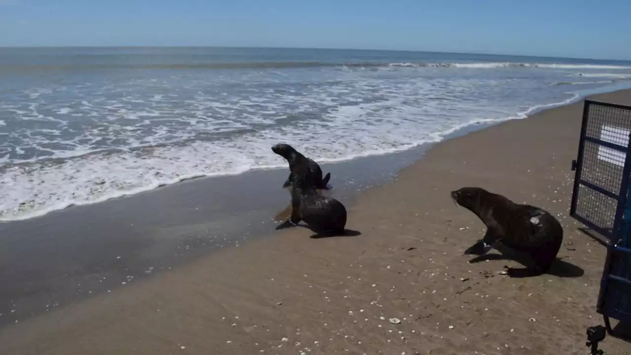 Gripe aviar: investigan la muerte de 40 lobos marinos en Necochea