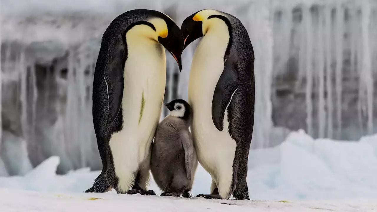 For Antarctica’s emperor penguins, ‘there is no time left’