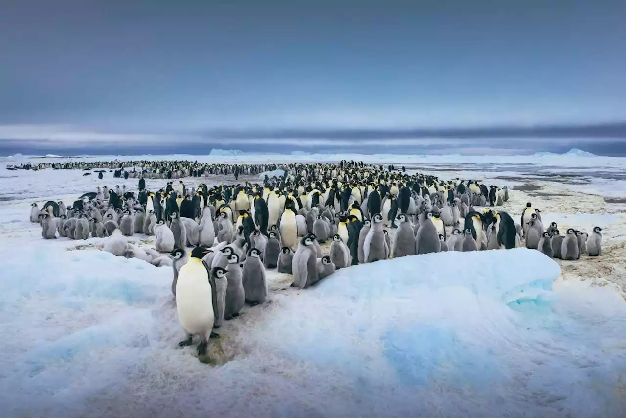 Emperor penguin colonies lost all their chicks due to ice breakup