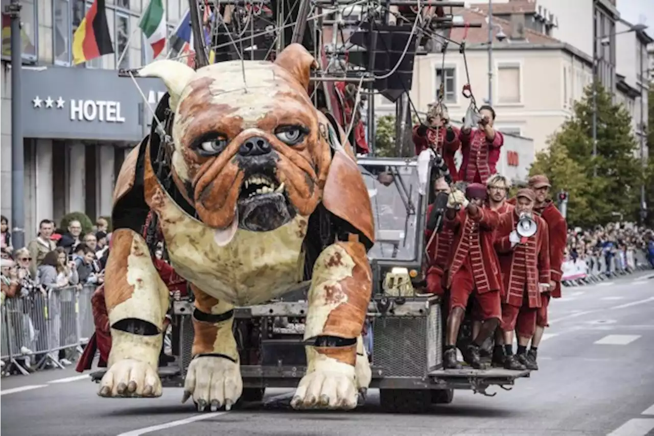 Antwerpen maakt zich op voor reuzenhonden Bull Machin en Xolo