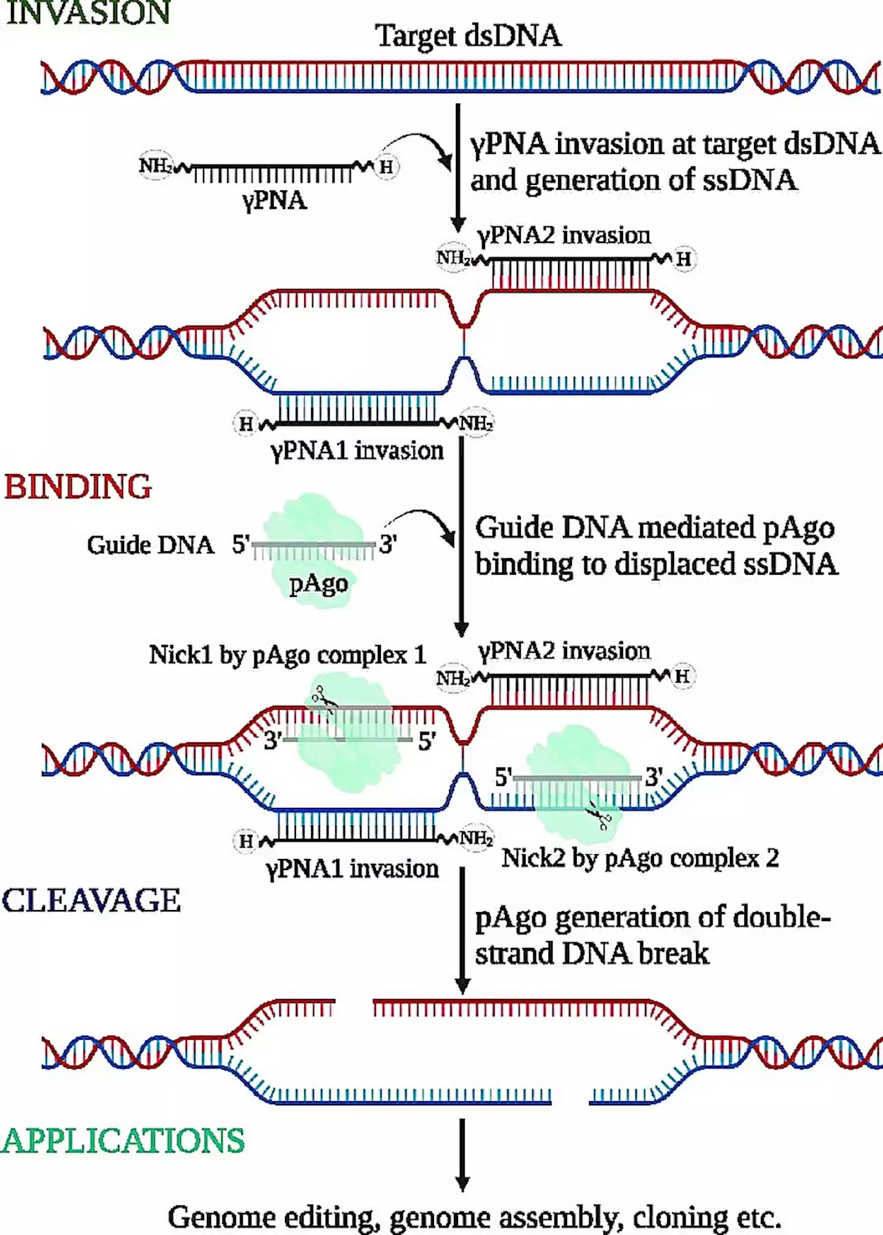 New gene-editing technique offers path to precision therapies