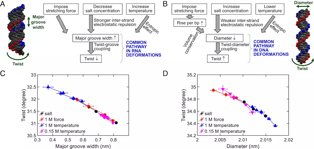 Researchers reveal universal mechanisms of DNA and RNA deformations