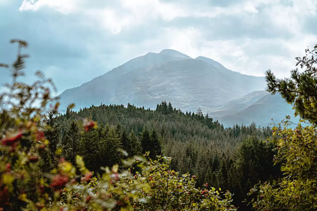 Trees discovered at record-breaking altitudes highlight why we should restore Scotland's mountain woodland