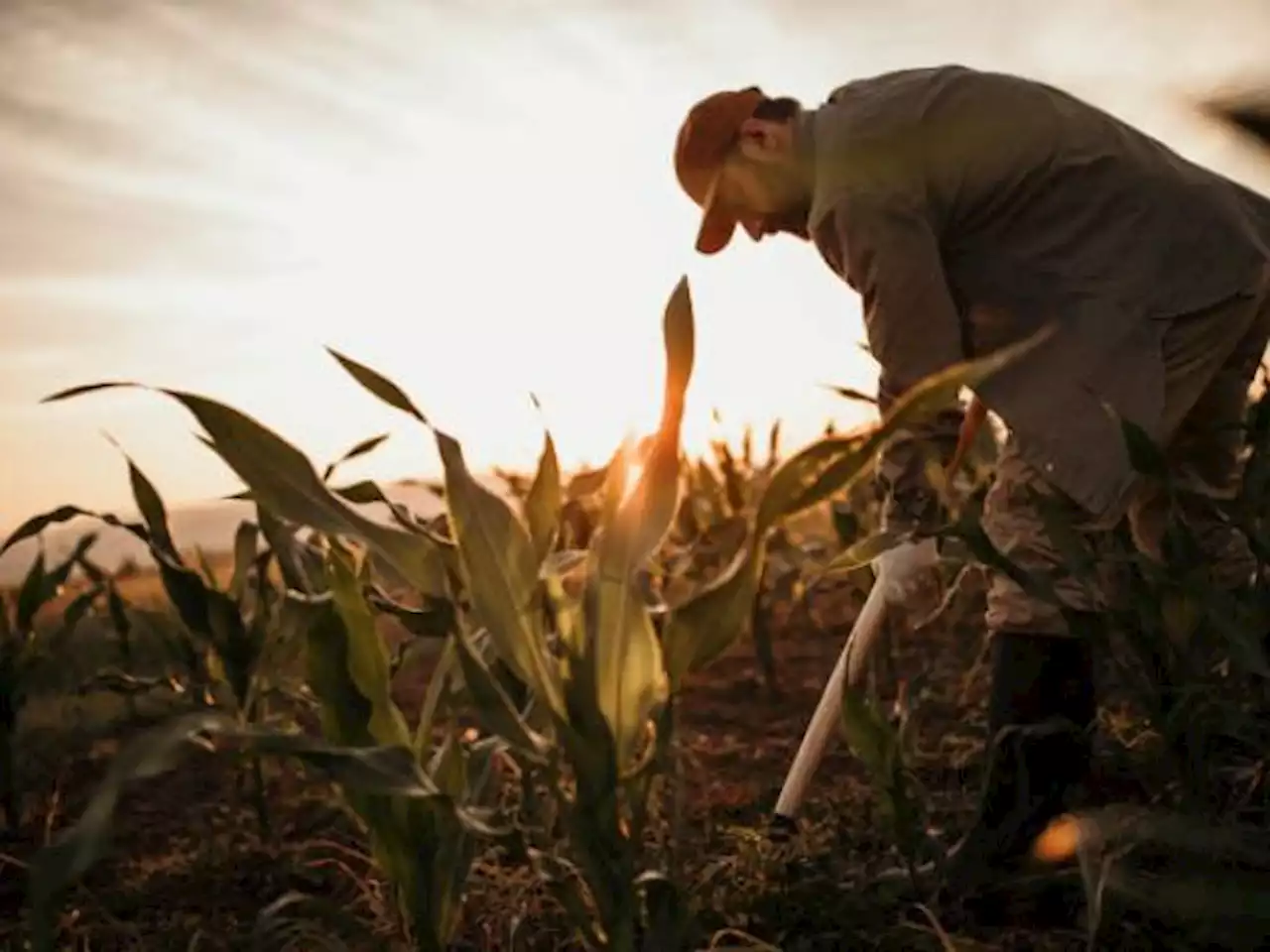 Costo de créditos para el agro puede reducirse un 80 %