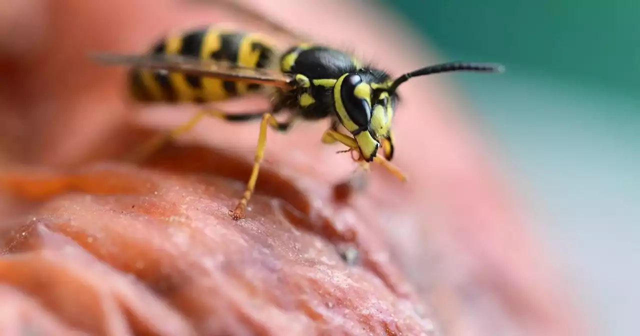 Ungewohnte Entwicklung in NRW: Warum in diesem Sommer nur wenige Wespen unterwegs sind