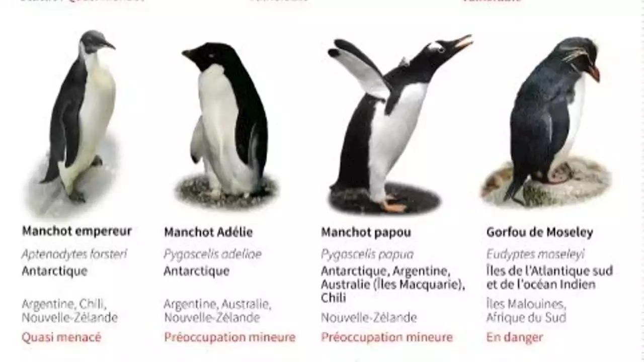 Antarctique : en raison de la fonte accélérée de la banquise, 100% des poussins morts dans certaine