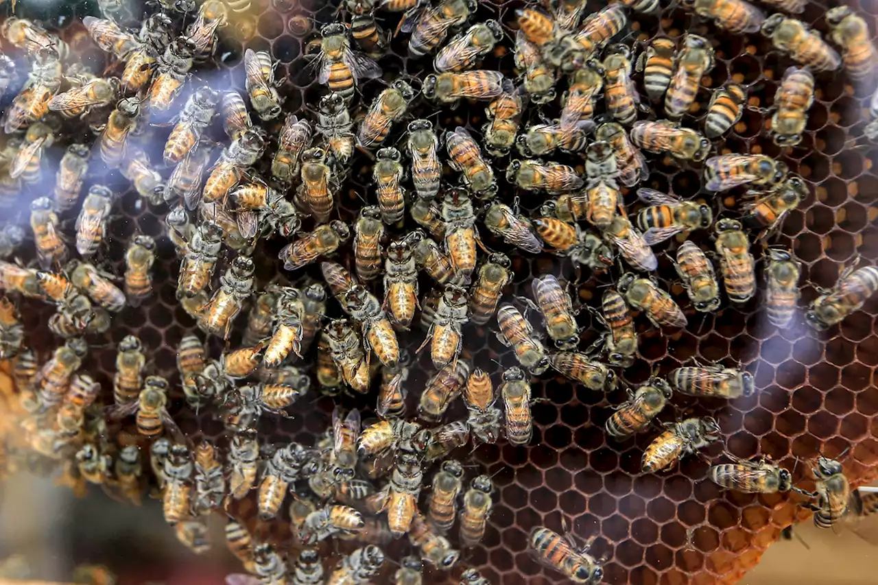 'C'est traumatisant' : un mort et treize blessés après une attaque d'abeilles 'tueuses' en Guyane