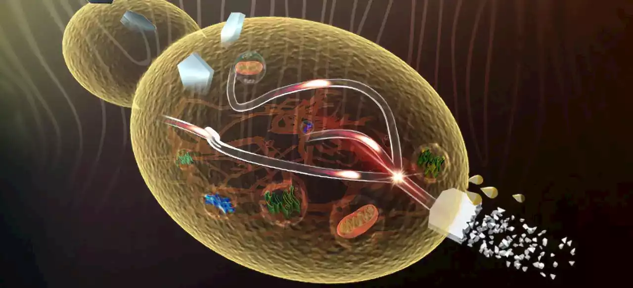 Innovative Lignocellulose Bio-Refinery: Yeast’s New Frontier in Value-Added Chemical Production