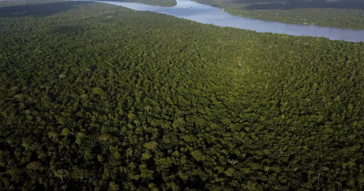 Crece el apoyo al desarrollo sostenible en la Amazonía, una 'bioeconomía'
