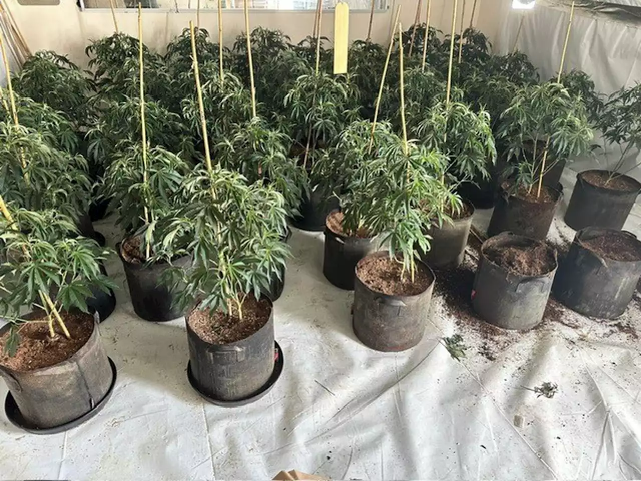 Cannabis plants worth half a million pounds found in Telford police raid