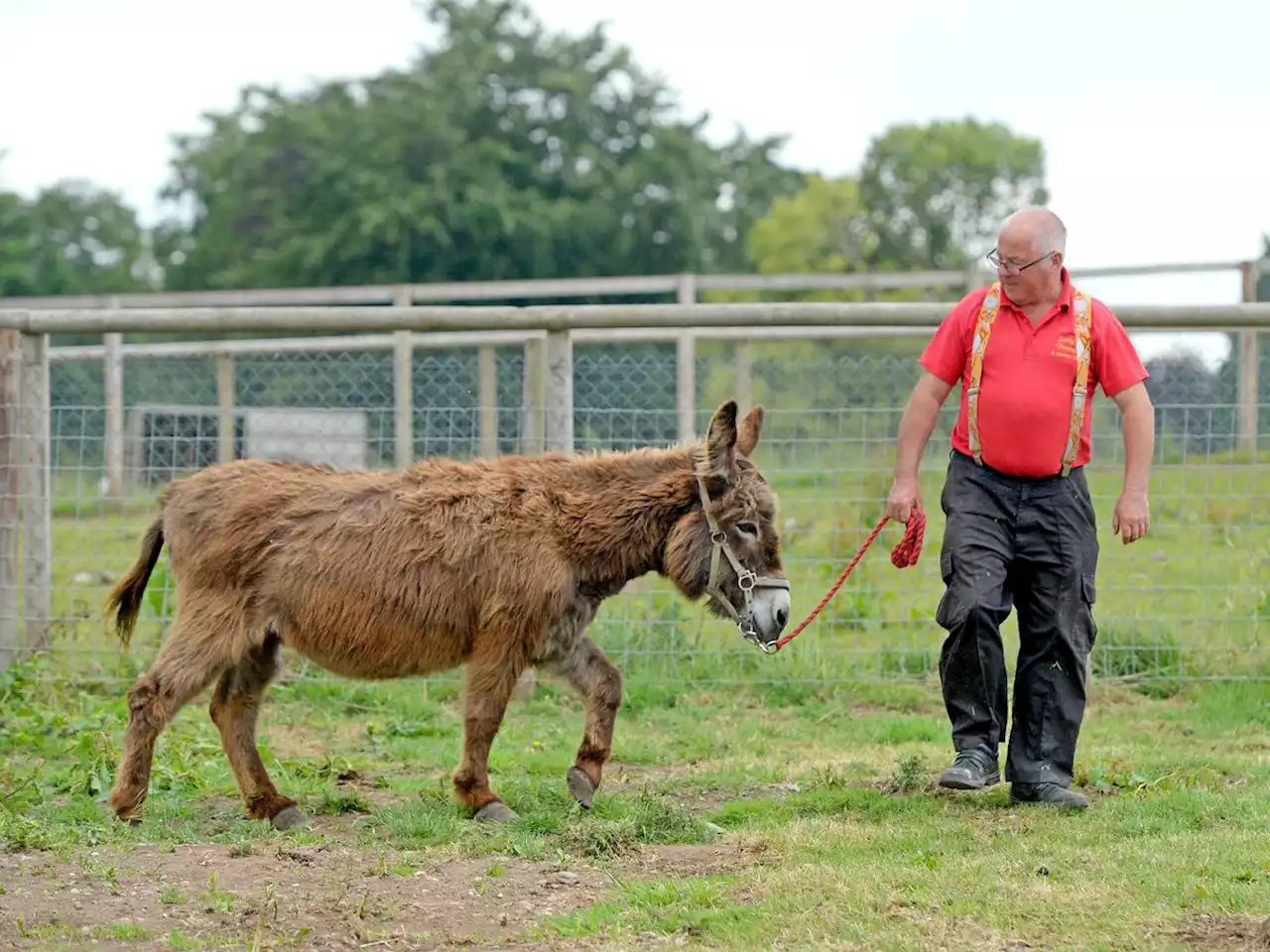 Donkey sanctuary closure date confirmed with animals set to be sold to new homes