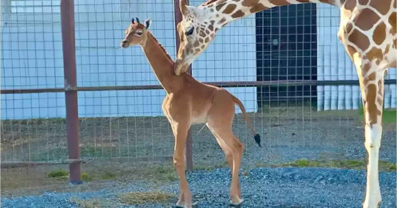 Rara girafa sem manchas nasceu nos Estados Unidos da América