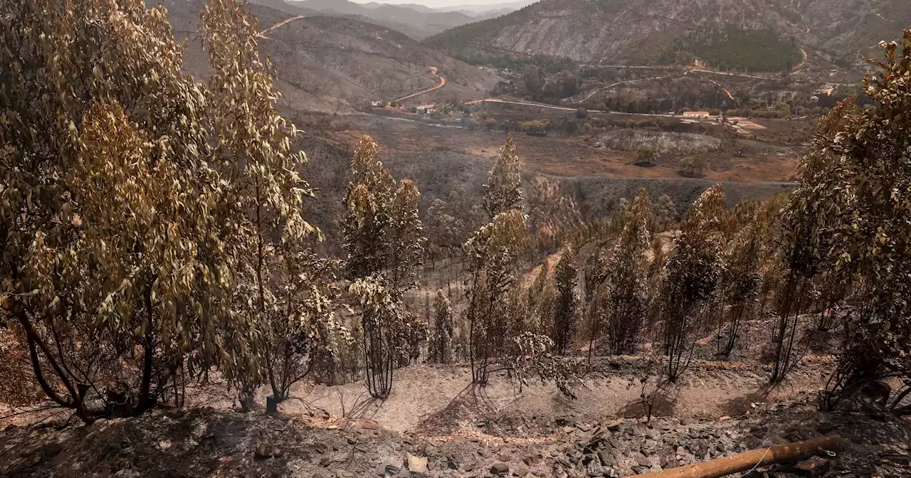 Risco de incêndio: rasto de cinzas em Odemira redobra cuidados de prevenção