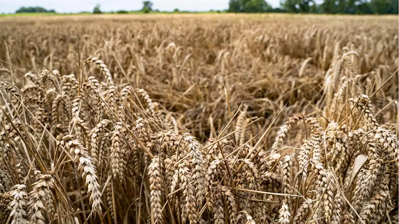 Frühling zu trocken, Sommer zu feucht: Regen zum falschen Zeitpunkt verdirbt Brandenburger Getreideernte