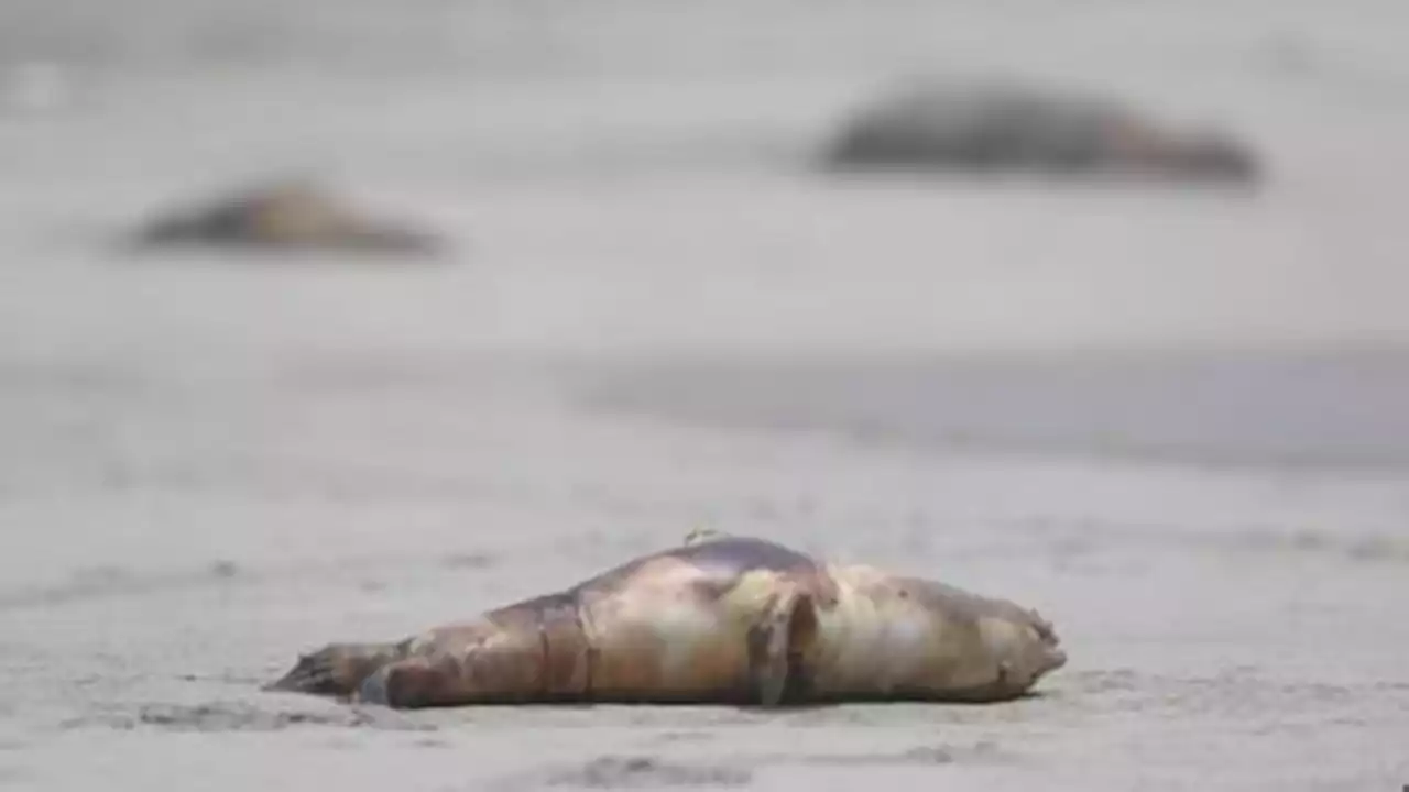 Detectaron gripe aviar en más de una decena de lobos marinos muertos en playas de Viedma