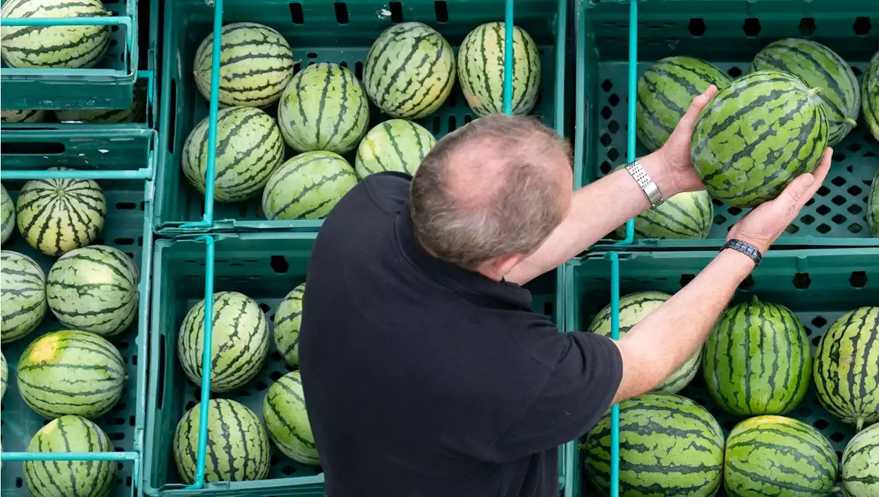 Record-breaking year for British watermelon grower as more tropical plans thrive in UK soil