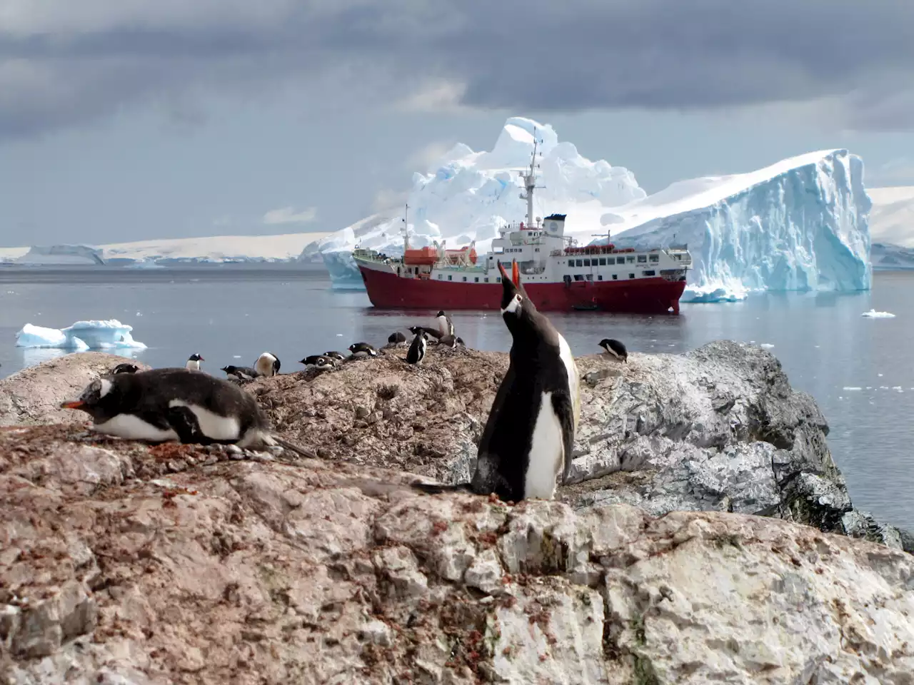 Warming decimates Antarctica's emperor penguin chicks