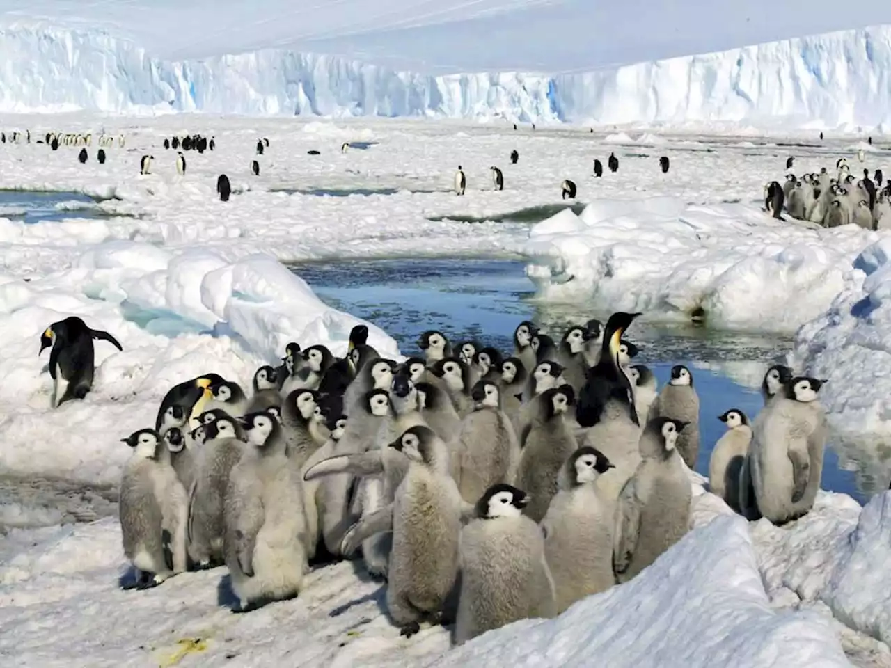 Loss of Antarctic ice hurting survival of emperor penguin chicks, study says