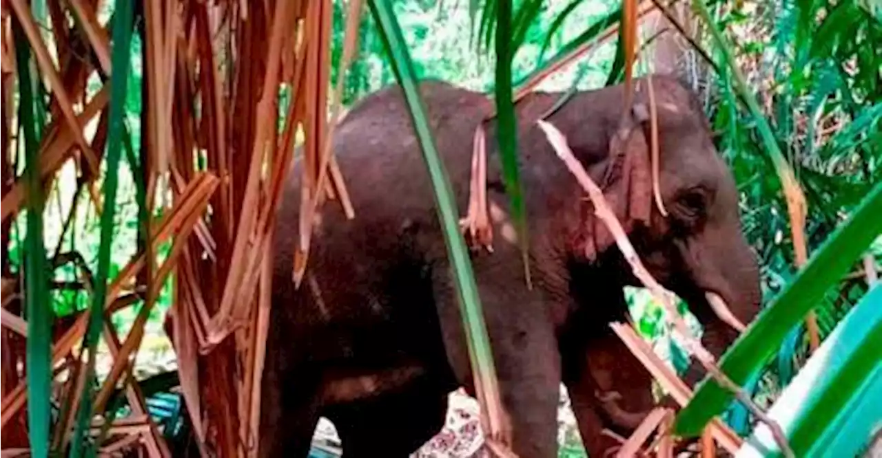 Elephant and calf terrorising Orang Asli community in Pos Lebir