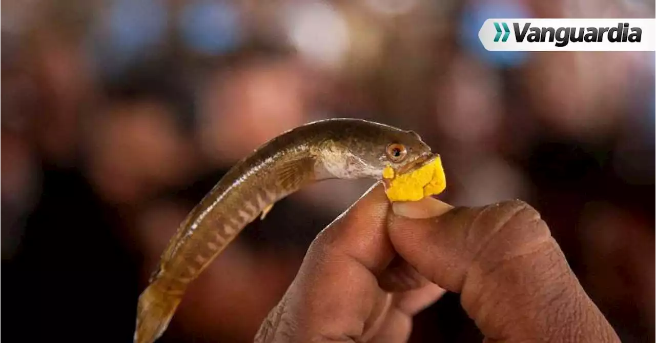 Descubren en Brasil una cura para el asma en el veneno de un pez