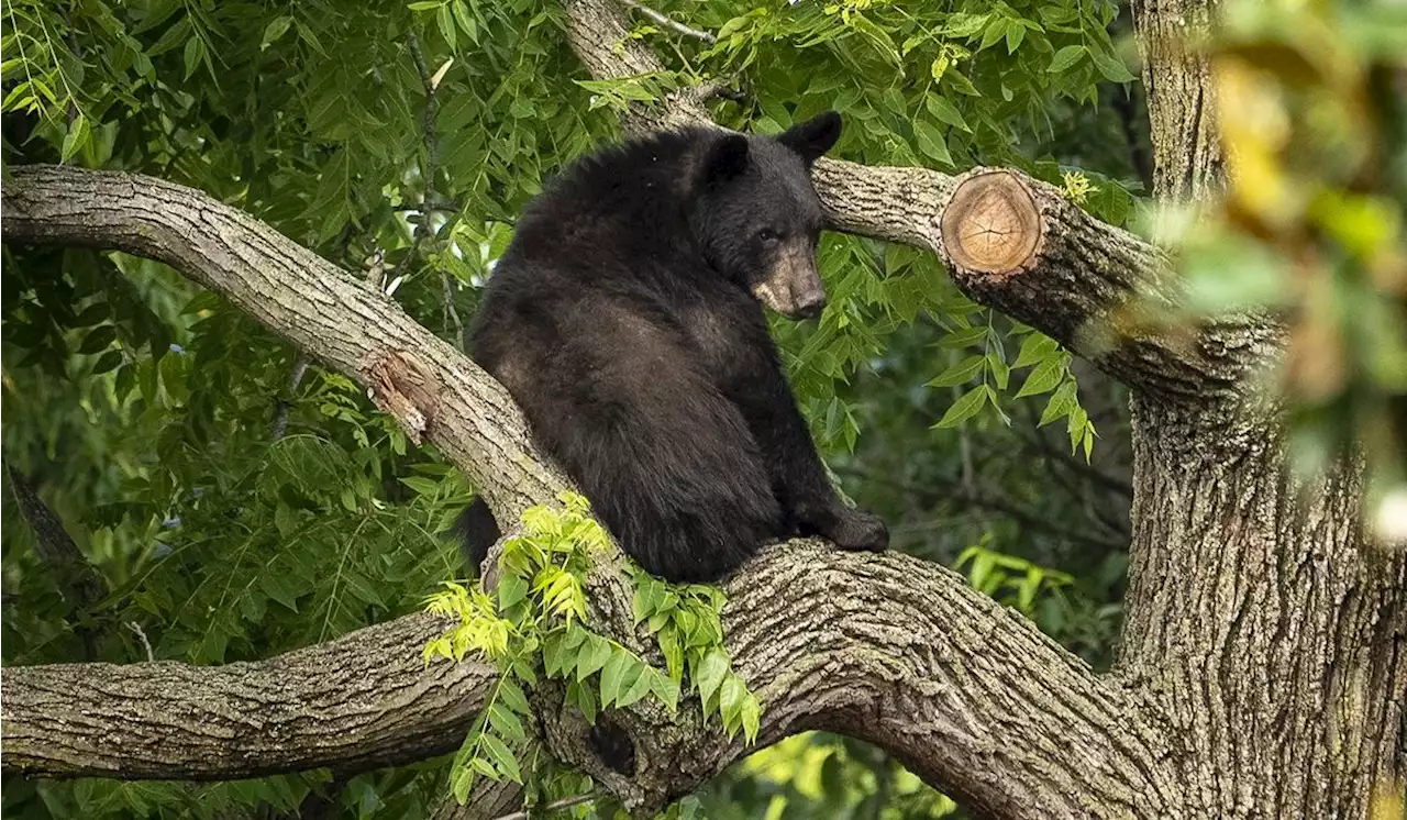 Child in Westchester County, New York injured in bear attack