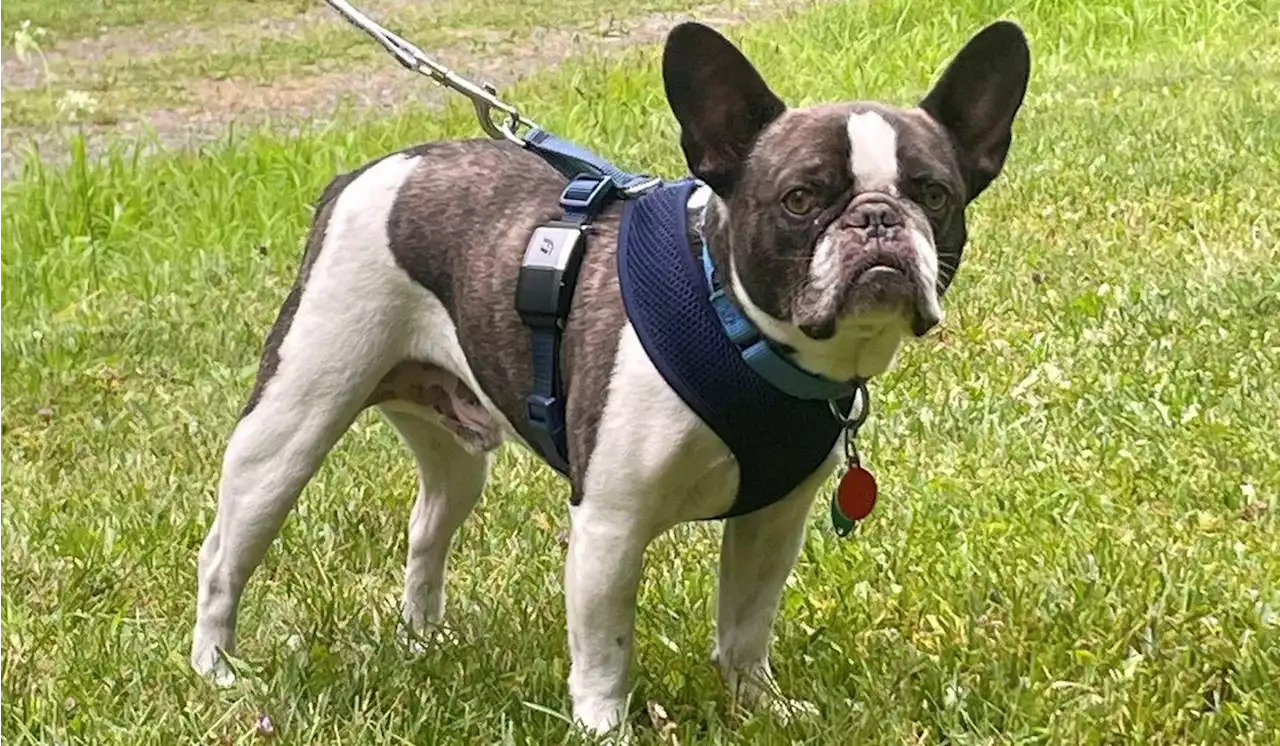 Woman abandoned dog at airport before flying to resort, officials say
