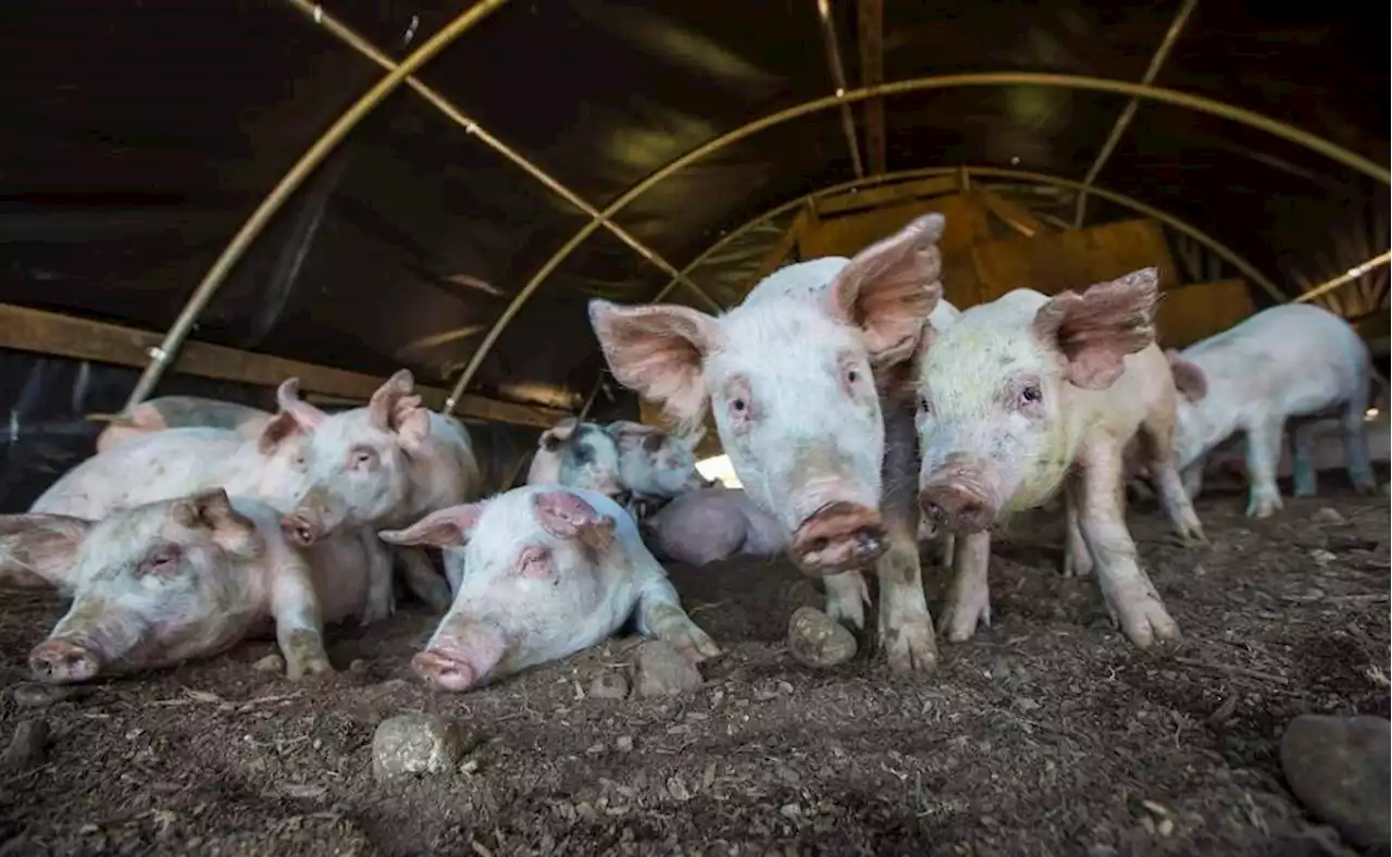 What to know about the new pork rules in Massachusetts