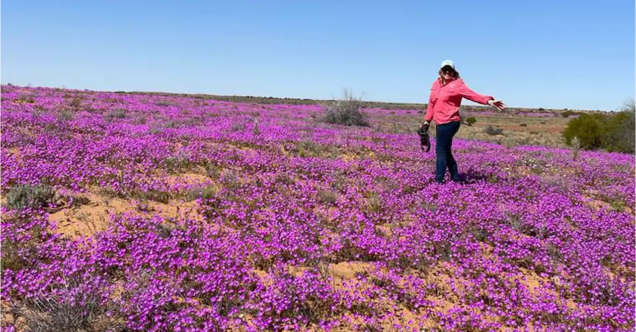 Carpet of wildflowers wows Queenslanders